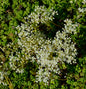  Niedriger Weißer Mauerpfeffer Micranthum - Sedum Album