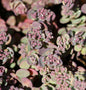  Pflaumen Fetthenne Robustum - Sedum Cauticola