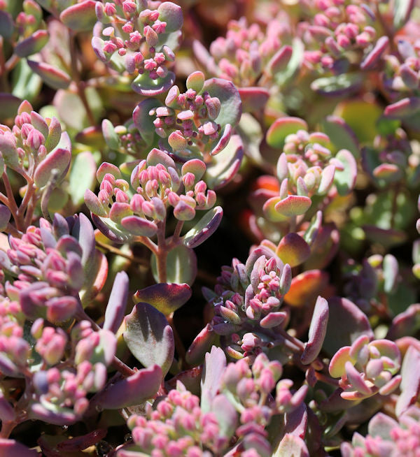  Pflaumen Fetthenne Rocky - Großer Topf - Sedum Cauticola