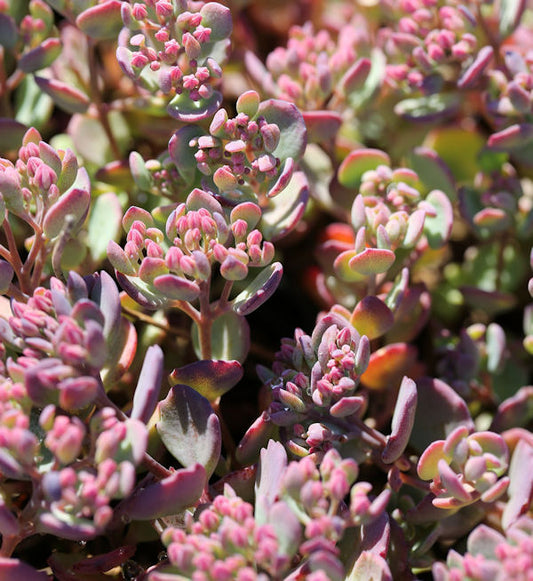  Pflaumen Fetthenne Rocky - Großer Topf - Sedum Cauticola