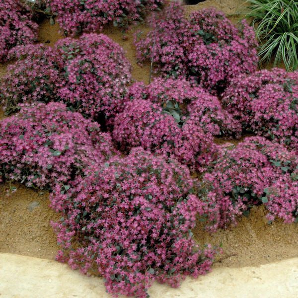  Pflaumen Fetthenne - Großer Topf - Sedum Cauticola
