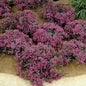  Pflaumen Fetthenne - Großer Topf - Sedum Cauticola