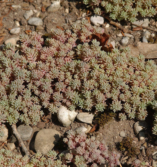 Spanischer Mauerpfeffer - Sedum Hispanicum