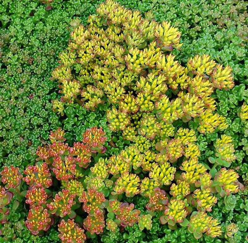  Oregon-Fetthenne - Sedum Oreganum