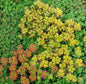  Oregon-Fetthenne - Sedum Oreganum