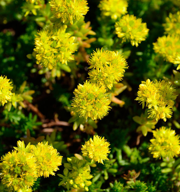  Felsen Fetthenne Tripmadam Felsen Mauerpfeffer - Sedum Reflexum