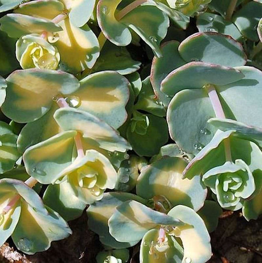  Oktober Fetthenne - Sedum Sieboldii