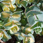  Oktober Fetthenne - Sedum Sieboldii