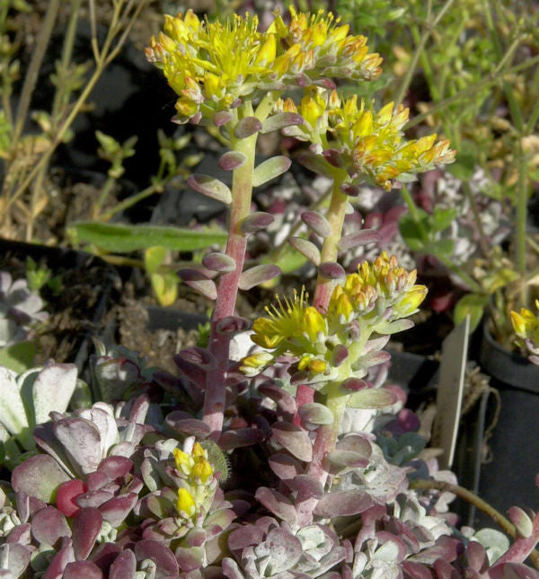  Fetthenne Purpureum - Sedum Spathulifolium