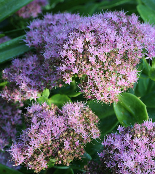  Prächtige Fetthenne Brillant - Großer Topf - Sedum Spectabile