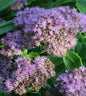  Prächtige Fetthenne Brillant - Großer Topf - Sedum Spectabile