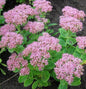  Prächtige Fetthenne Carmen - Sedum Spectabile