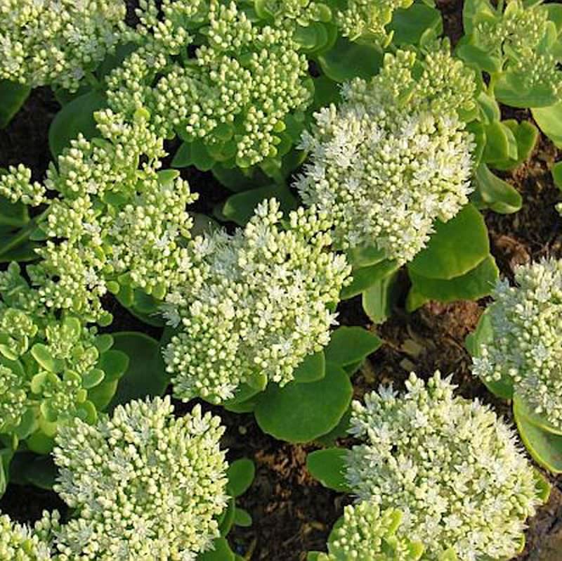  Prächtige Fetthenne Iceberg - Sedum Spectabile