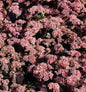  Prächtige Fetthenne Purple Emperor - Sedum Spectabile