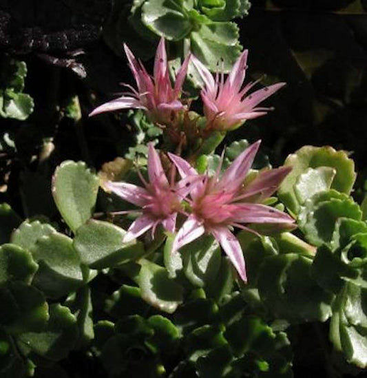  Kaukasus Asienfetthenne Coccineum - Sedum Spurium