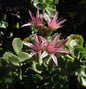  Kaukasus Asienfetthenne Coccineum - Sedum Spurium