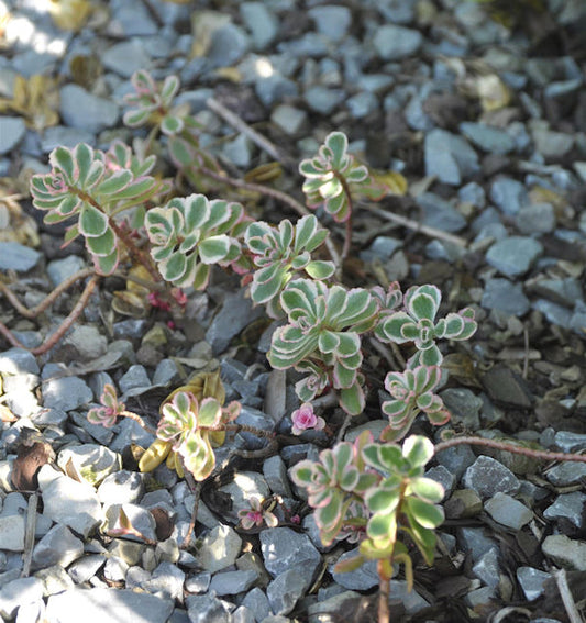 Kaukasus Asienfetthenne Tricolor - Großer Topf - Sedum Spurium