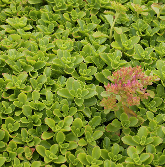  Kaukasus Asienfetthenne - Sedum Spurium