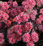  Große Fetthenne Karfunkelstein - Sedum Maximum