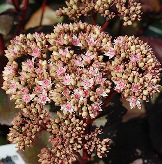  Große Fetthenne Matrona - Sedum Maximum