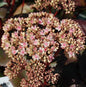  Große Fetthenne Matrona - Sedum Maximum