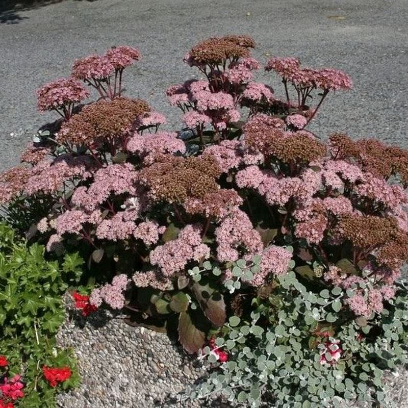  Große Fetthenne Red Globe - Sedum Telephium