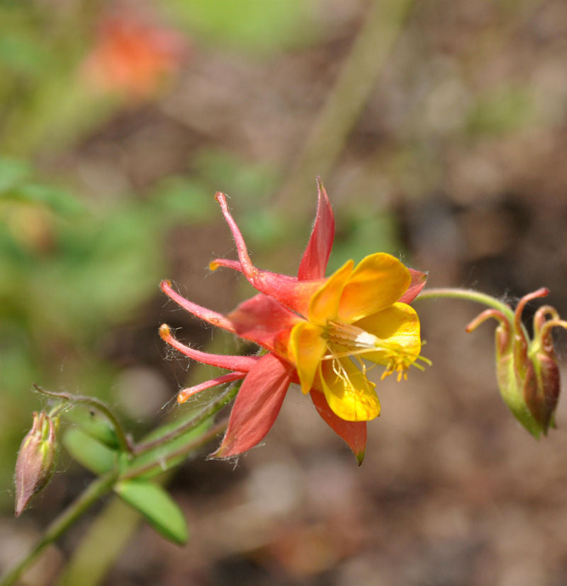  Scheinakelei - Semiaquilegia Ecalcarata