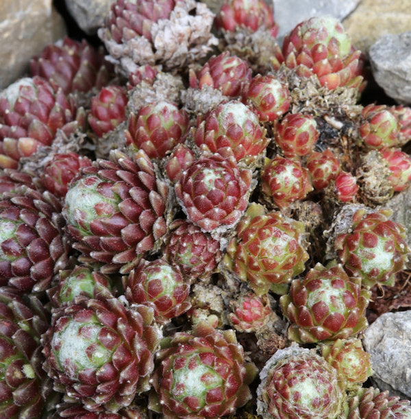  Spinnweb Hauswurz Minor - Sempervivum Arachnoideum Minor