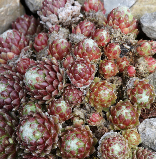  Spinnweb Hauswurz Minor - Sempervivum Arachnoideum Minor