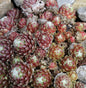  Spinnweb Hauswurz Minor - Sempervivum Arachnoideum Minor