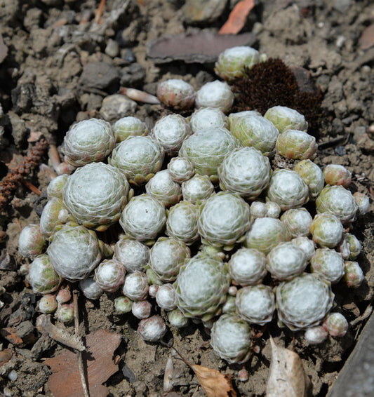  Spinnweb Hauswurz Tomentosum - Sempervivum Arachnoideum
