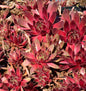  Dachwurz Red King - Sempervivum Cultorum