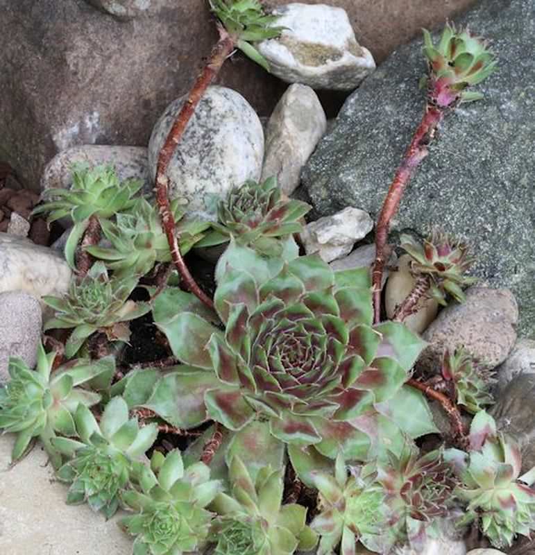  Dachwurz Voodoo - Sempervivum Cultorum