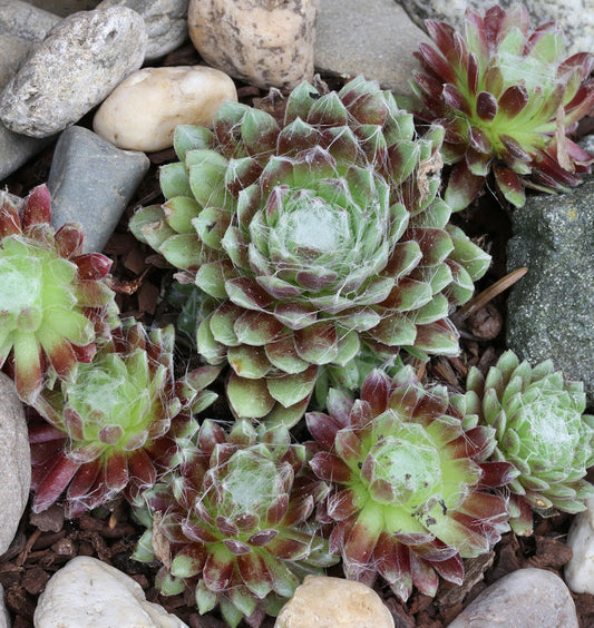  Dachwurz Weiße Feder - Sempervivum Cultorum