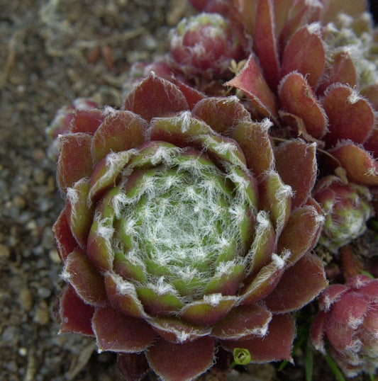  Dachwurz Xerxes - Sempervivum Cultorum
