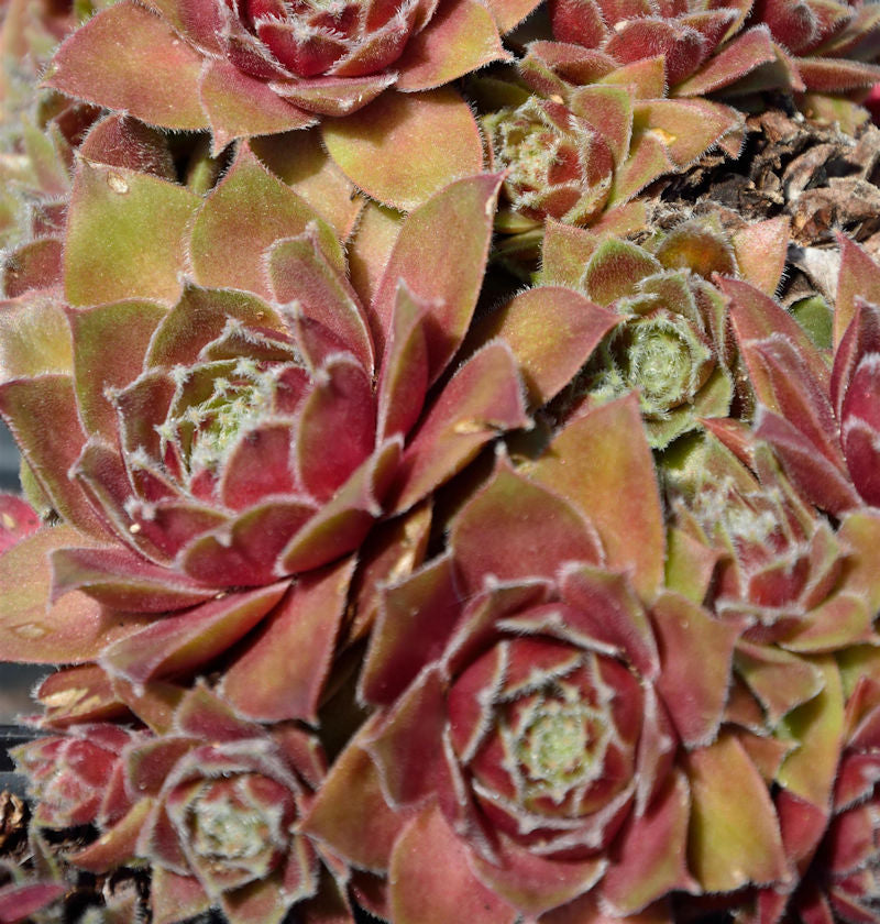  Dachwurz Bernstein - Sempervivum Cultorum