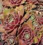  Dachwurz Bernstein - Sempervivum Cultorum