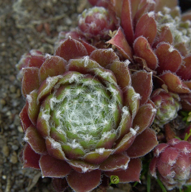  Dachwurz Chivalry - Sempervivum Cultorum