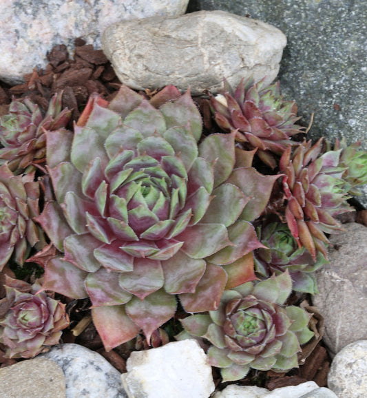  Dachwurz Rotkopf - Sempervivum Cultorum