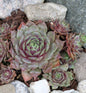  Dachwurz Rotkopf - Sempervivum Cultorum