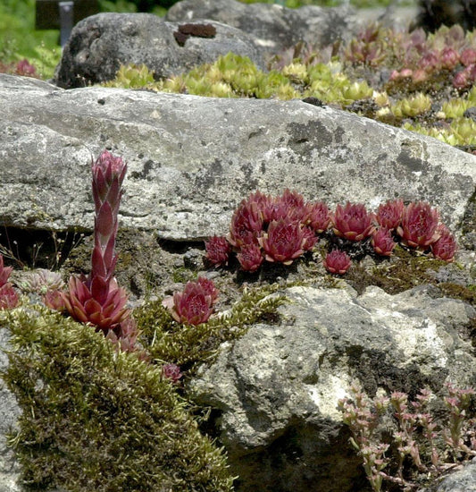  Dachwurz Rubin - Sempervivum Cultorum