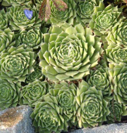  Hauswurz Glaucum - Sempervivum Tectorum