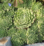 Hauswurz Glaucum - Sempervivum Tectorum