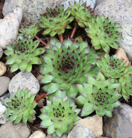  Hauswurz Mettenianum - Sempervivum Tectorum