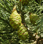  Kalifornischer Mammutbaum 50-60cm - Sequoiadendron Giganteum
