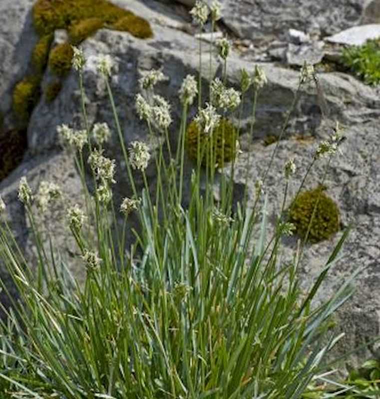  Kalk Blaugras - Sesleria Albicans
