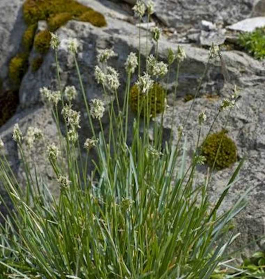  Kalk Blaugras - Sesleria Albicans