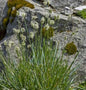  Kalk Blaugras - Sesleria Albicans