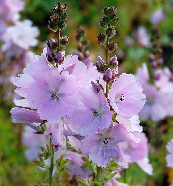  Prärie Malve Elsie Heugh - Sidalcea Malviflora