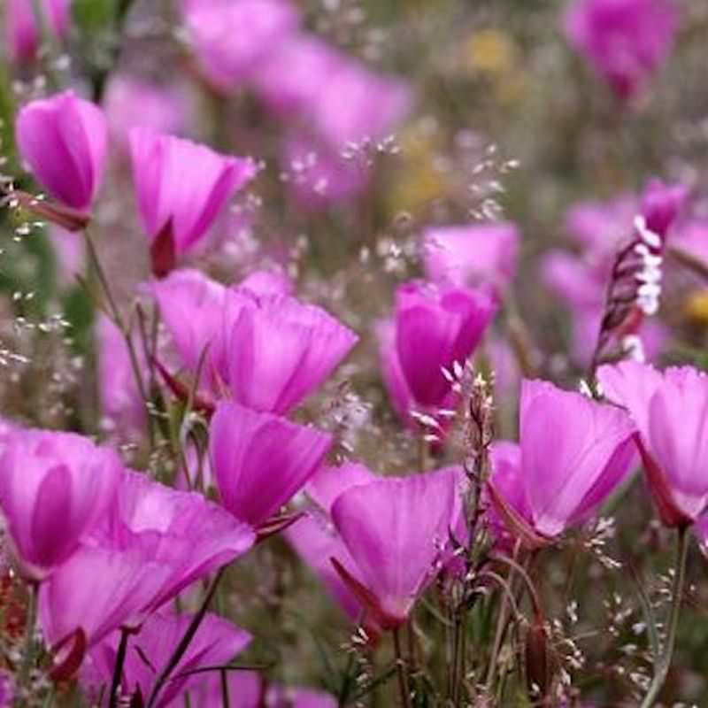  Prärie Malve Purpetta - Sidalcea Malviflora